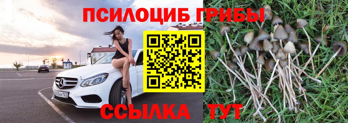 Тверь  Псилоцибиновые грибы Psilocybe  закладки  Вход с VPN 